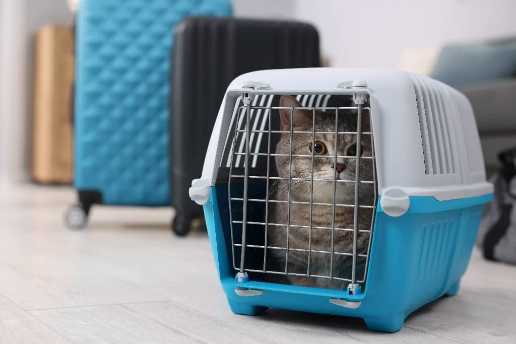 UAE Pet Relocation Guide