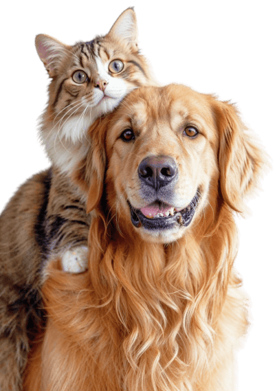 Cat and dog