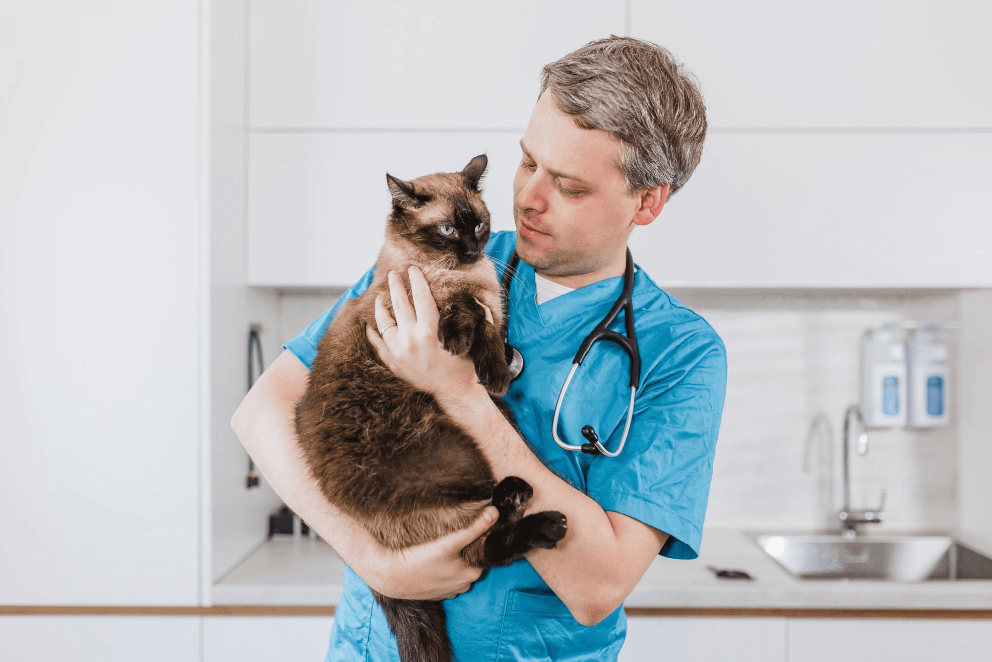 Veterinarian holding a cat during a house-call visit