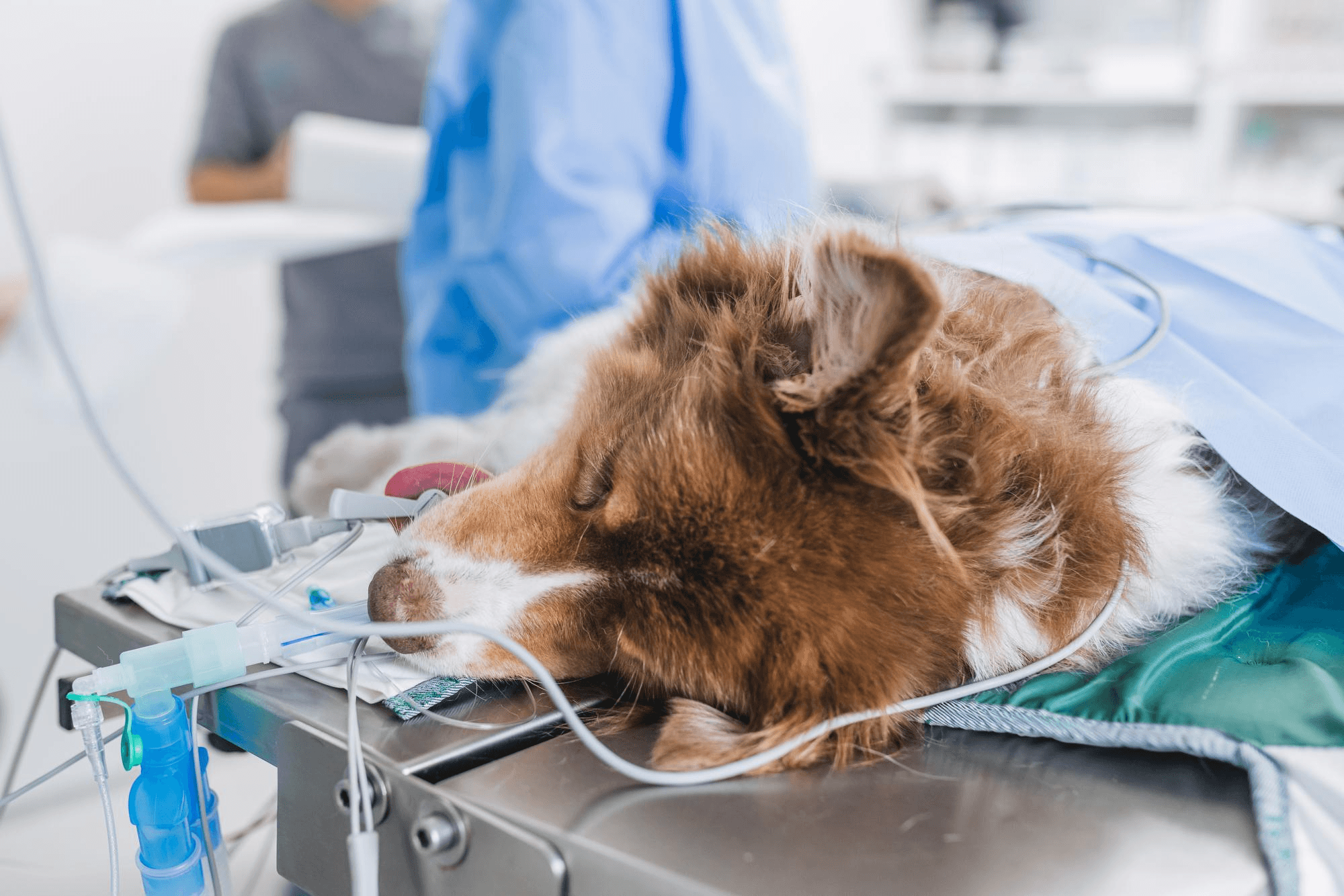 Dog receiving intensive care monitoring