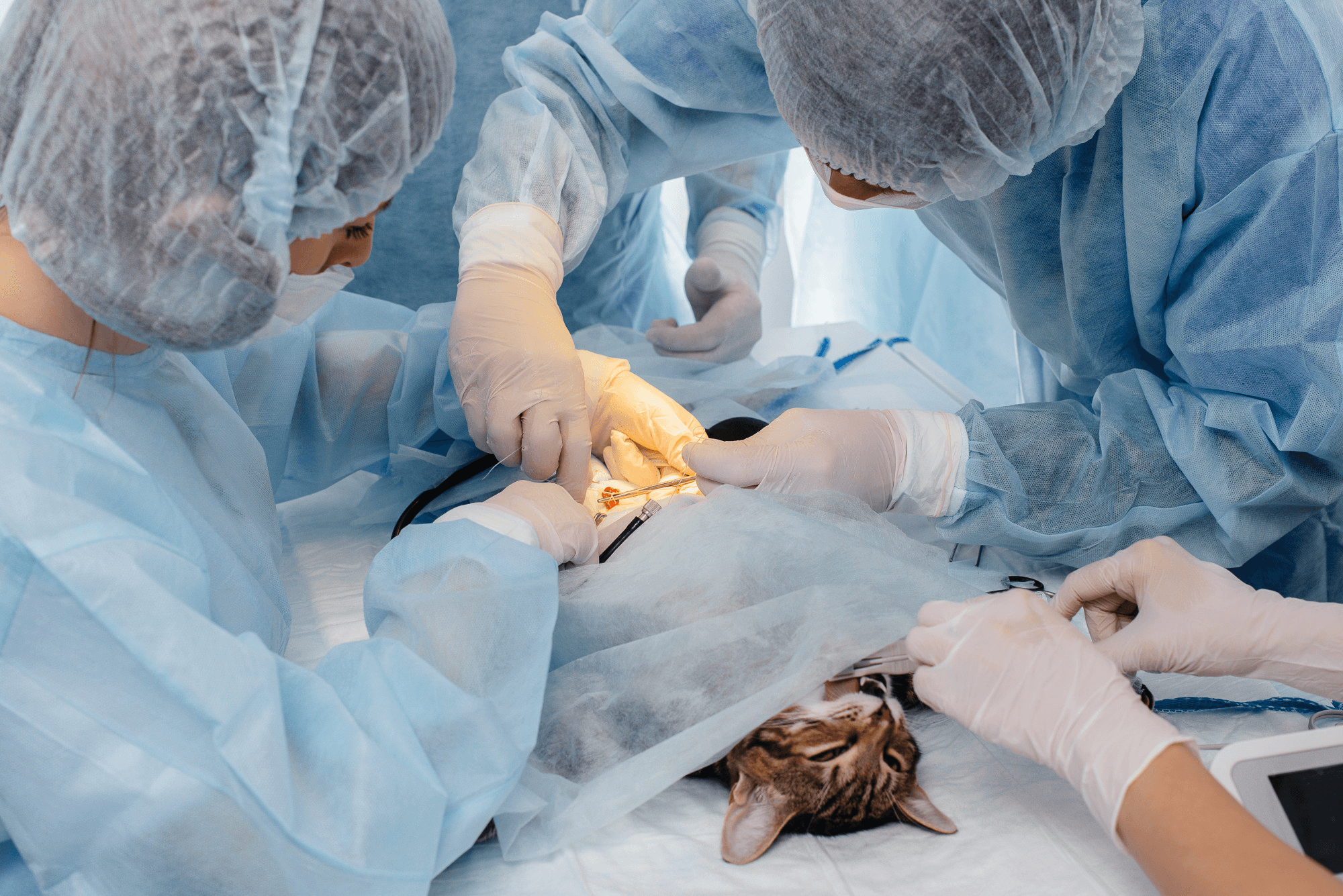 Veterinary surgical team operating on a cat
