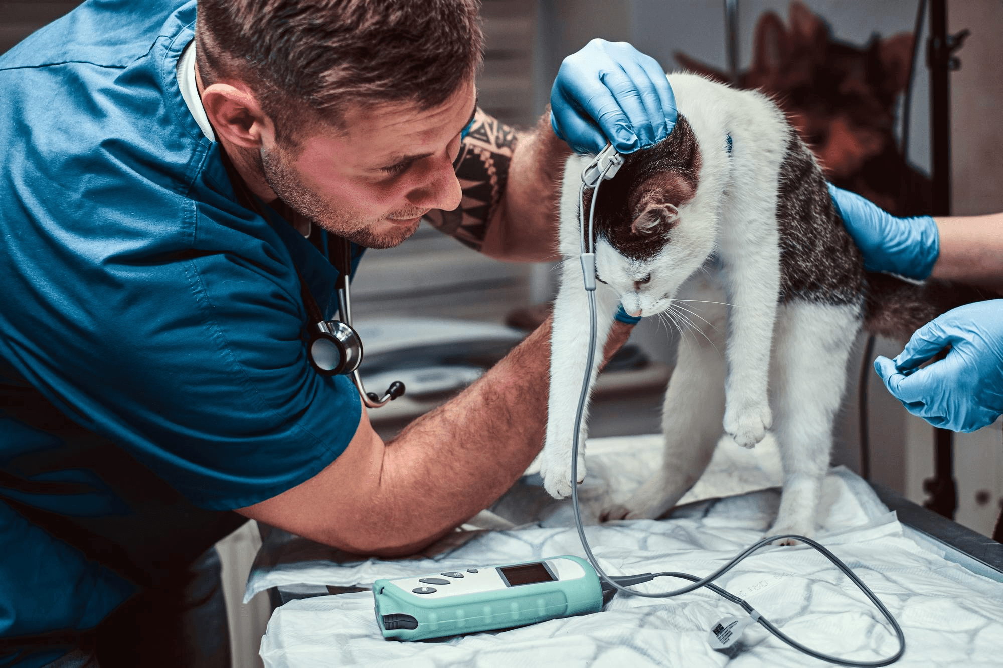 Veterinarian treating a cat during an oral procedure