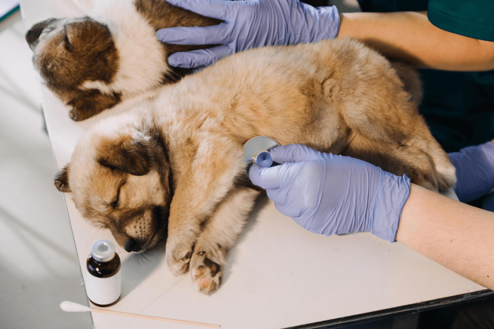 Veterinarian examining a puppy during emergency triage