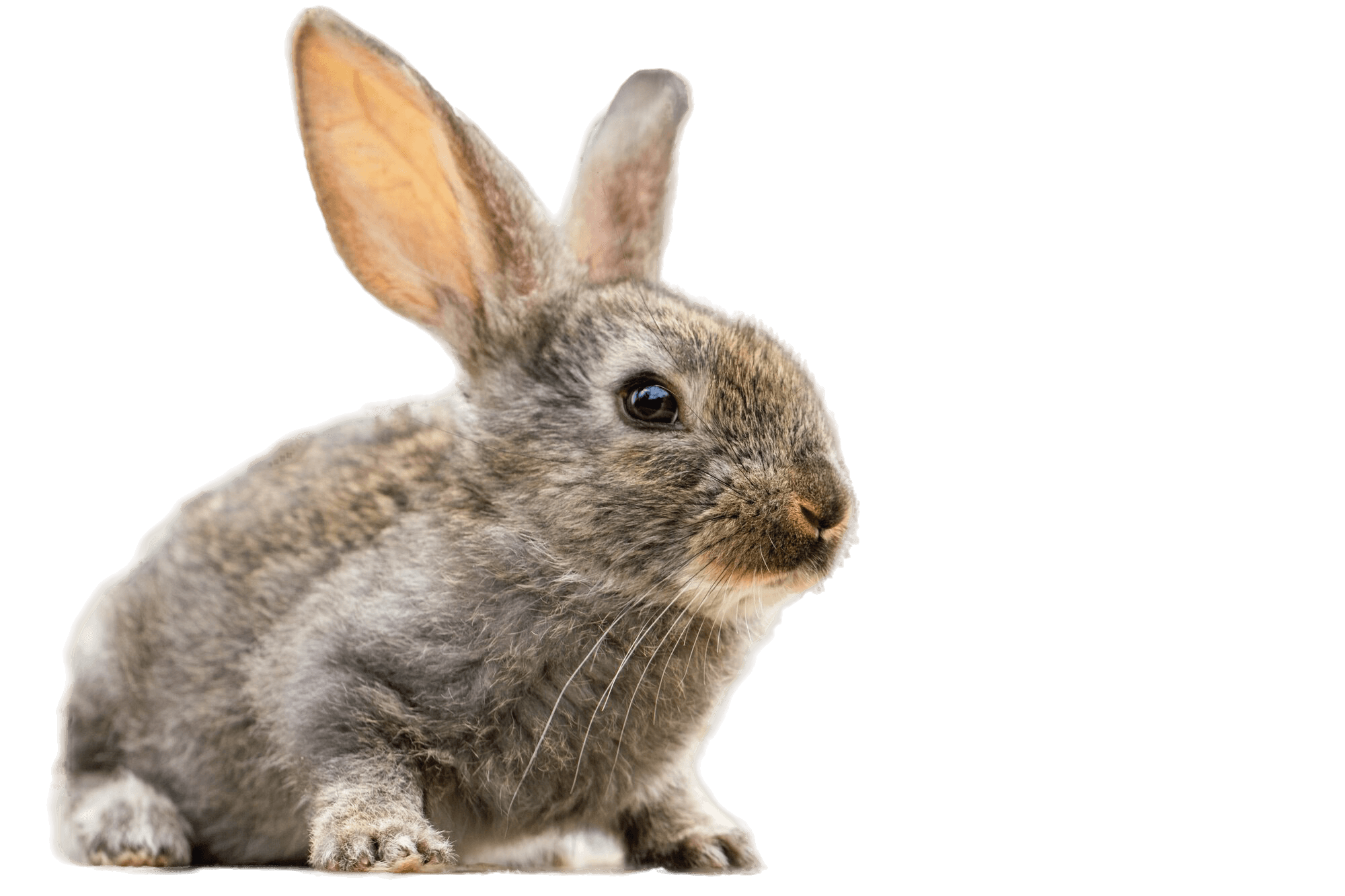 Rabbit representing exotic animal surgical care