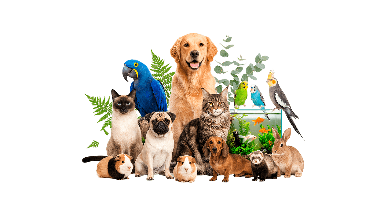 Dogs, cats, birds and small pets treated at Arabian Paws