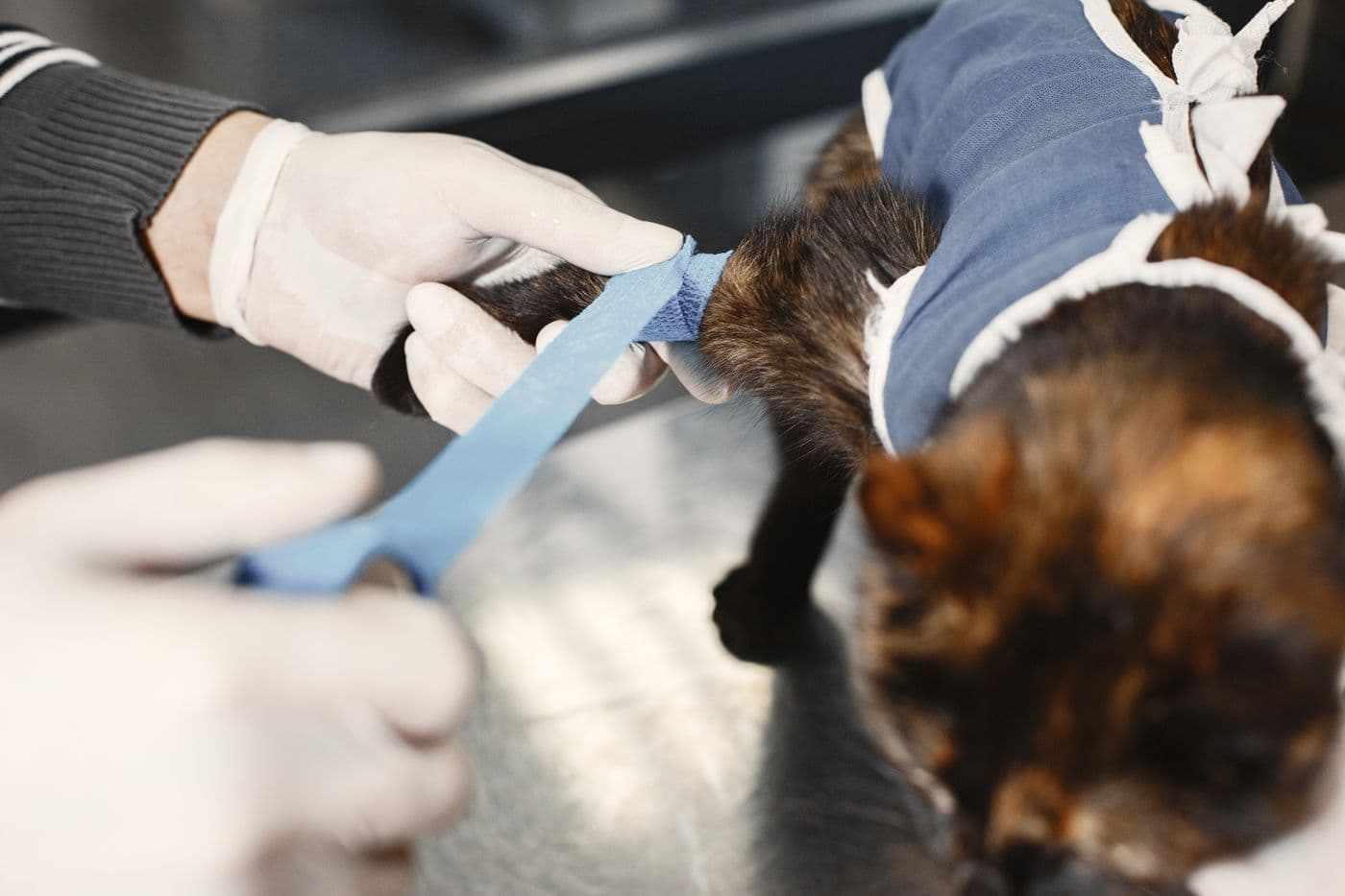 Veterinarian bandaging a cat’s leg after orthopaedic care