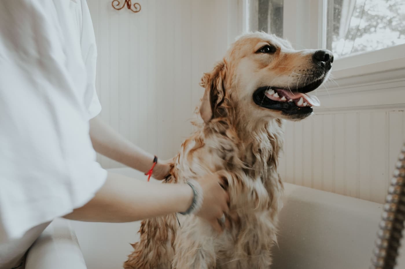 Golden Retriever being bathed in a tub