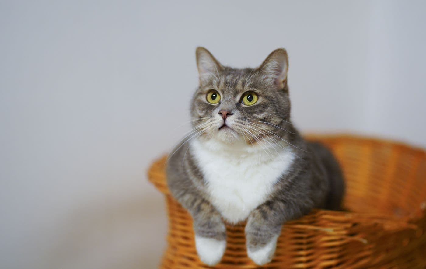 Cat sitting in a wicker travel carrier