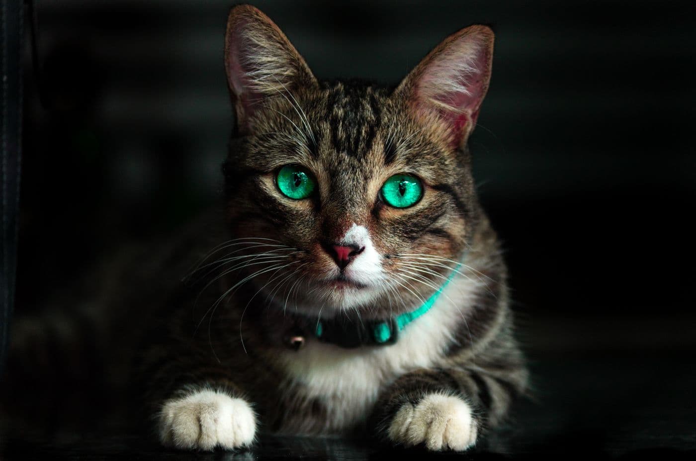 Tabby cat wearing a collar with a tracker bell