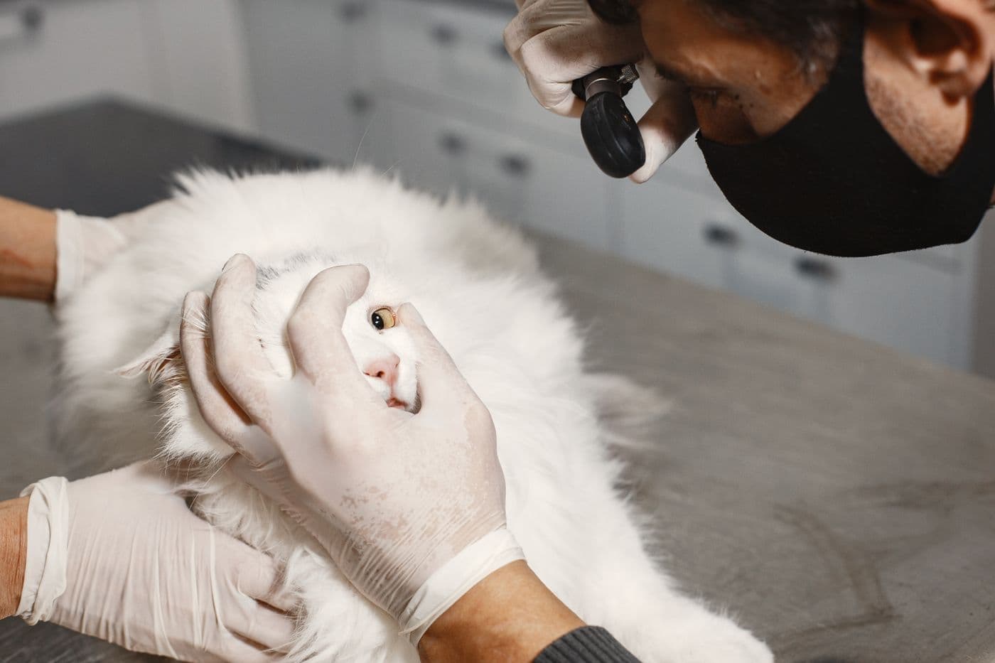 Veterinarian examining a cat’s eye during allergy diagnostics