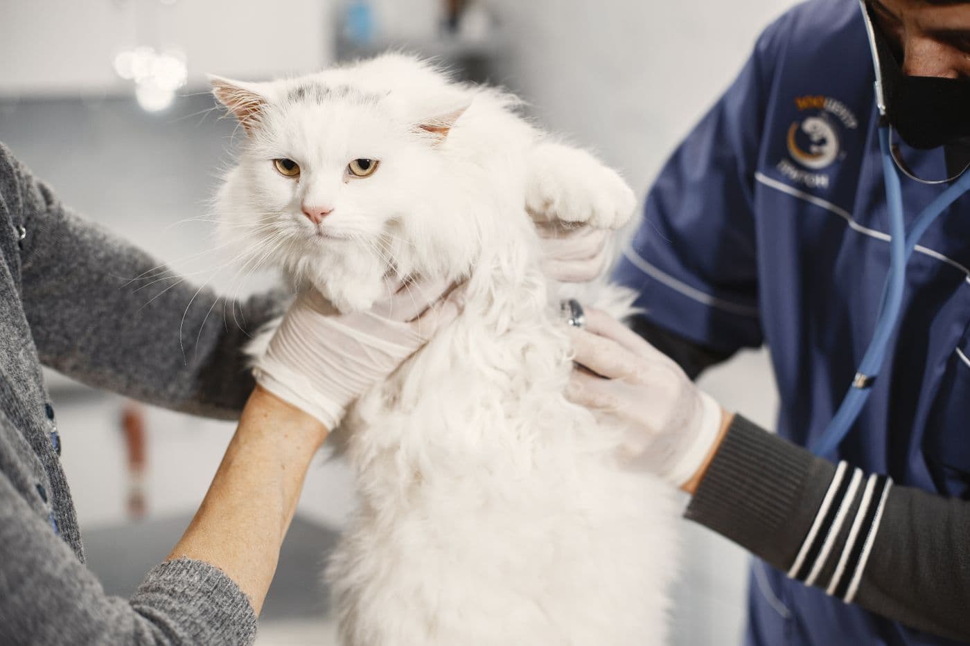 Cat receiving a veterinary examination
