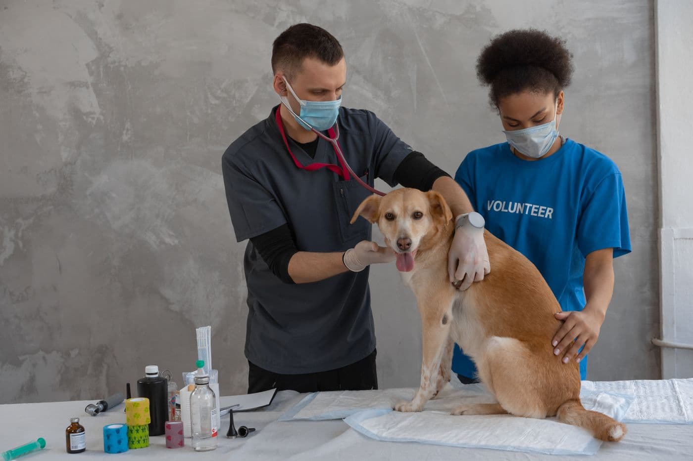 Veterinary team examining a dog for travel certification