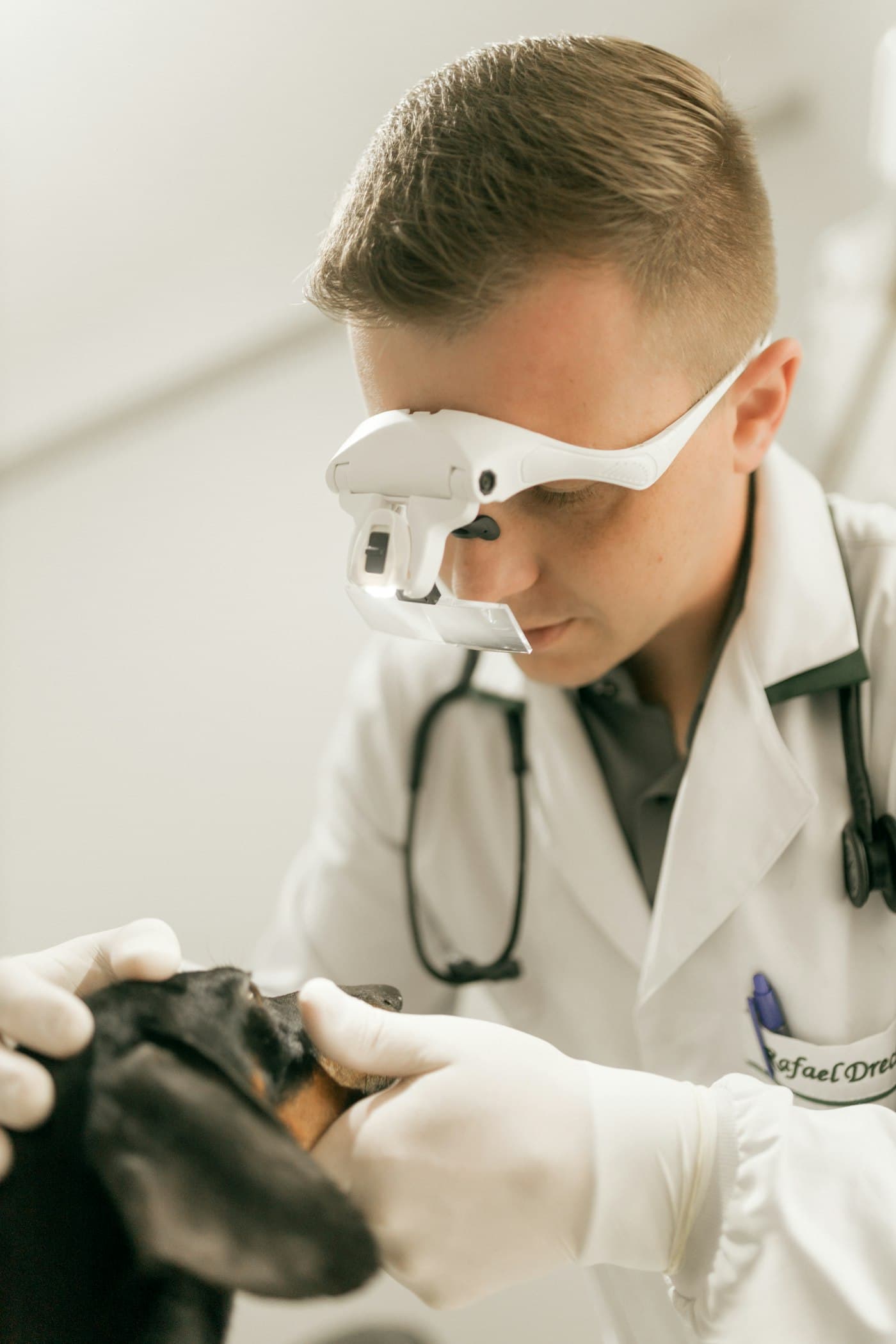 Veterinarian examining a dachshund’s teeth during dental scaling