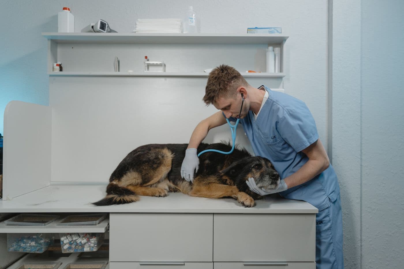 Veterinarian examining a senior German Shepherd