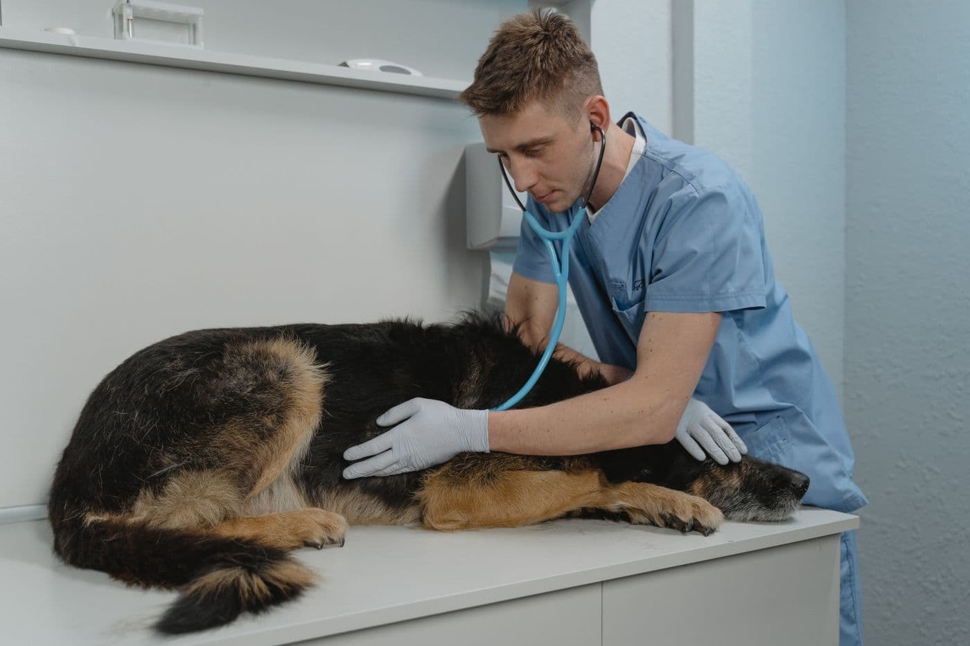 Veterinarian examining a German Shepherd for a fit-to-fly check