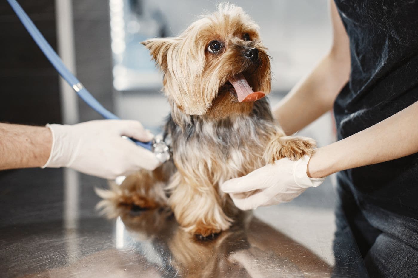 Veterinarian examining a Yorkshire Terrier with a stethoscope