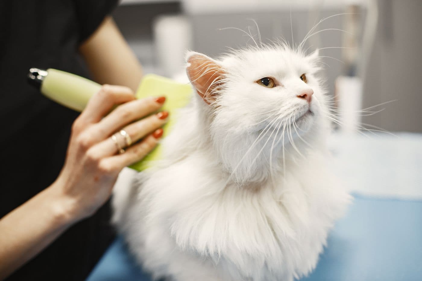 White cat being brushed during a de-shedding treatment