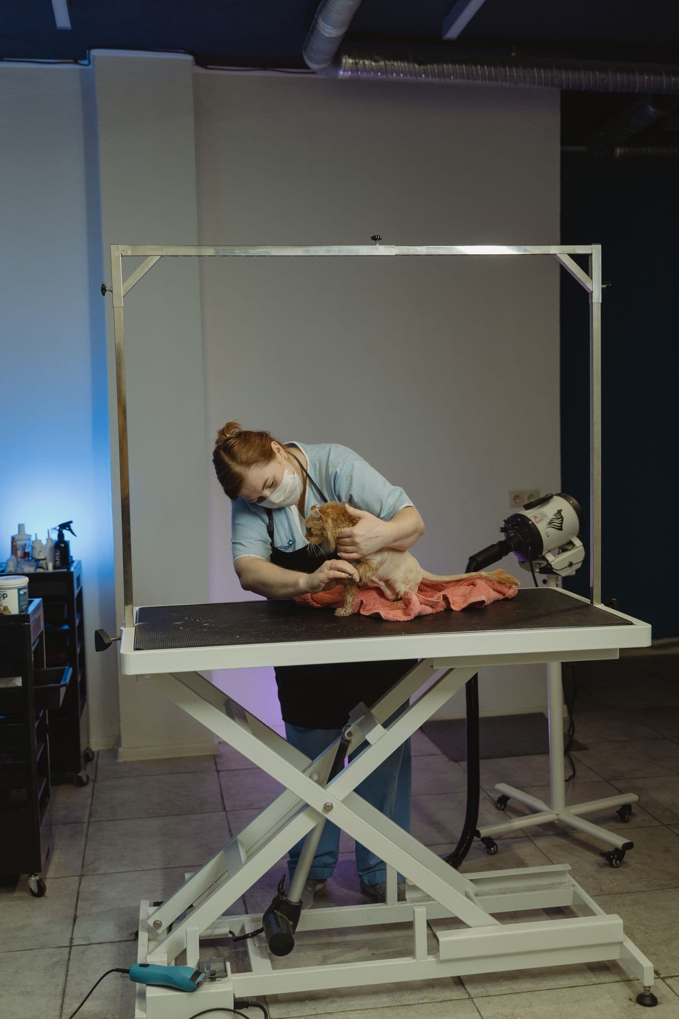 Groomer styling a cat on a professional grooming table