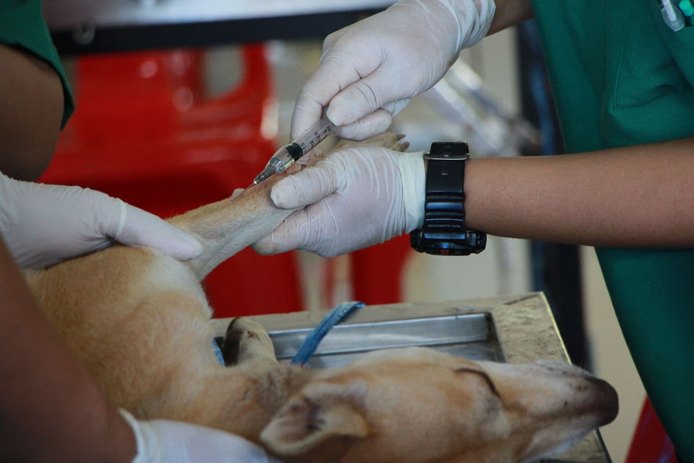 Veterinary team collecting a blood sample from a dog