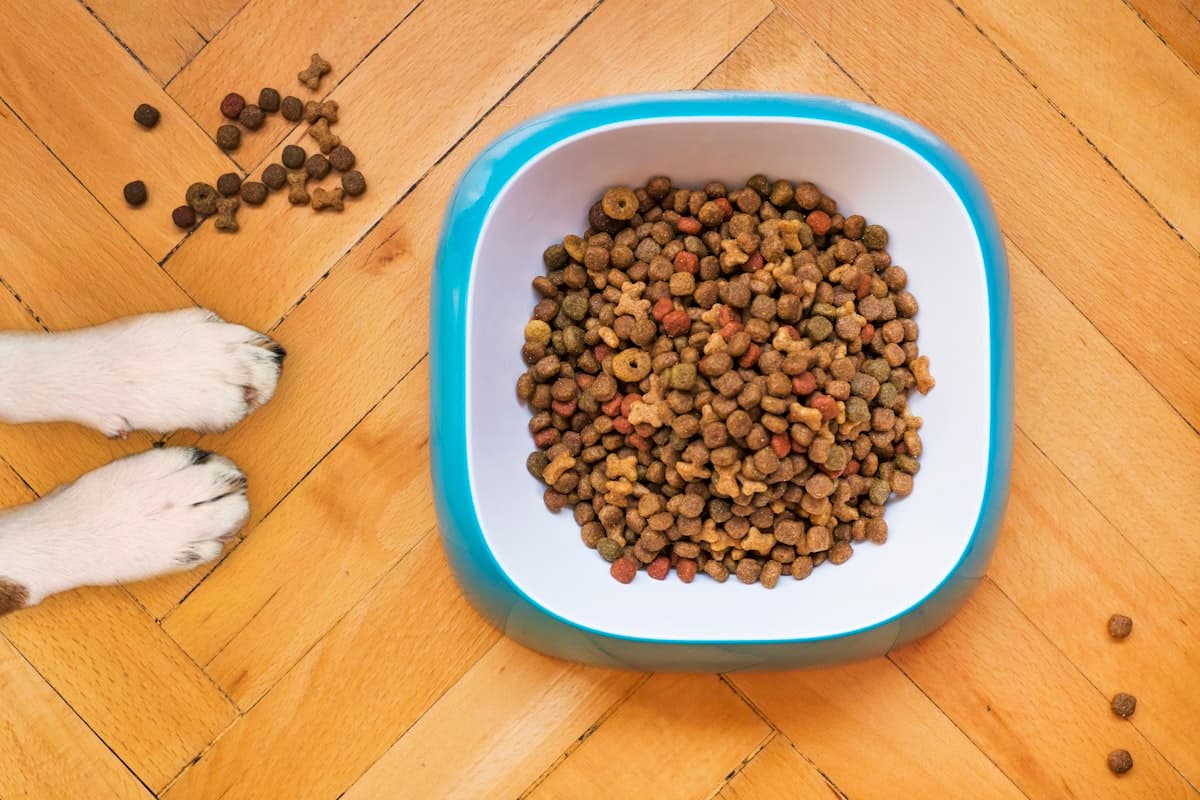 Dog waiting at a bowl of gourmet kibble