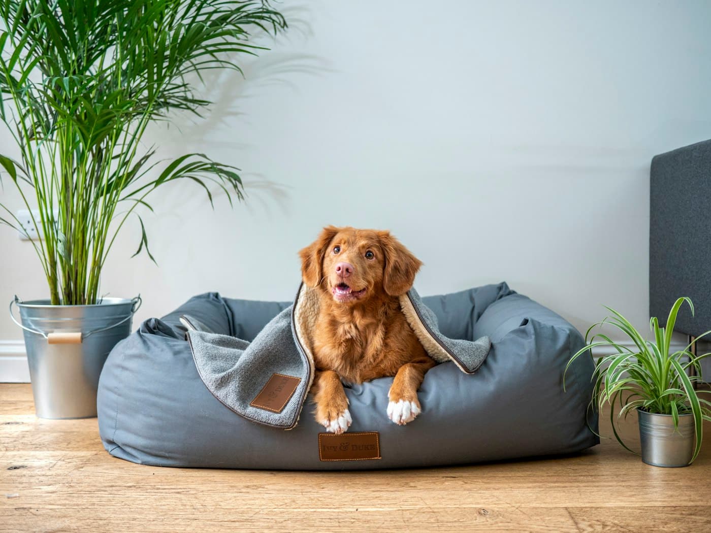 Dog resting on an orthopedic pet bed