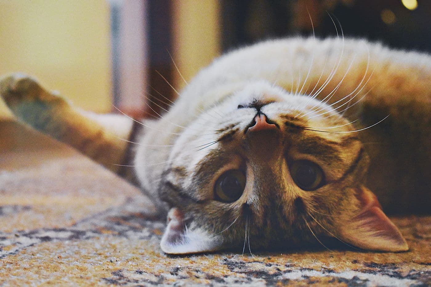 Playful cat during interactive enrichment