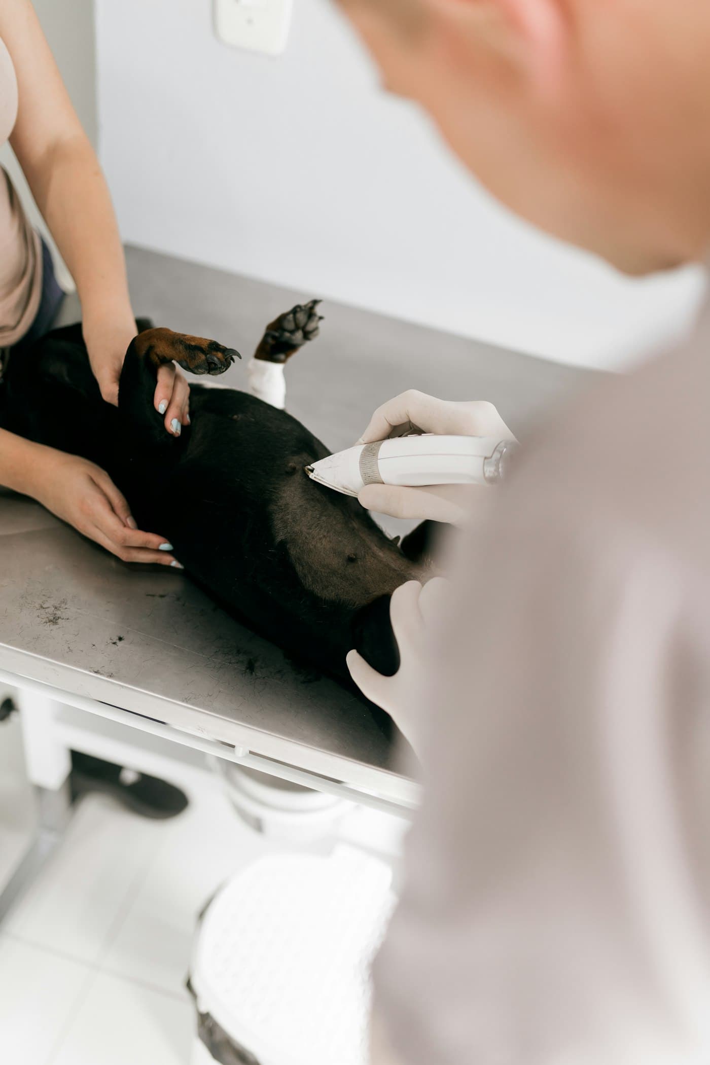 Veterinary team preparing a dog for a minimally invasive procedure