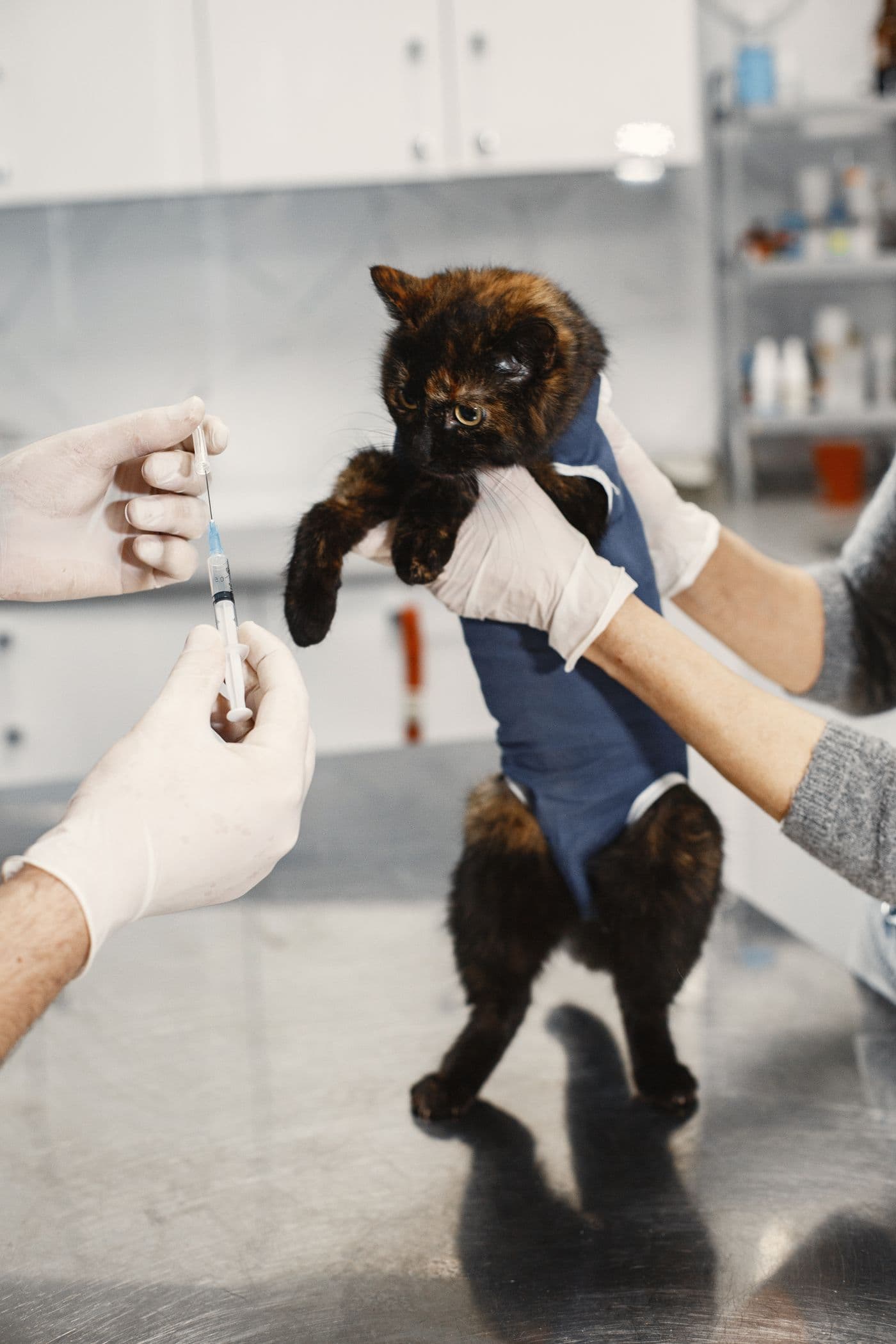 Cat in a recovery suit during spay and neuter care