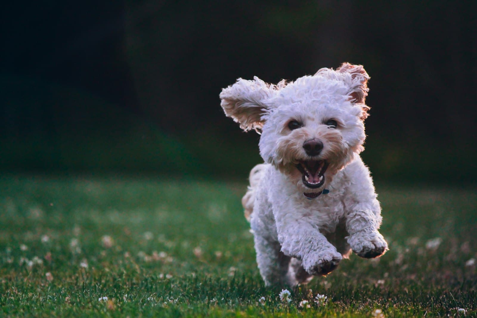 Veterinary wellness care at Arabian Paws