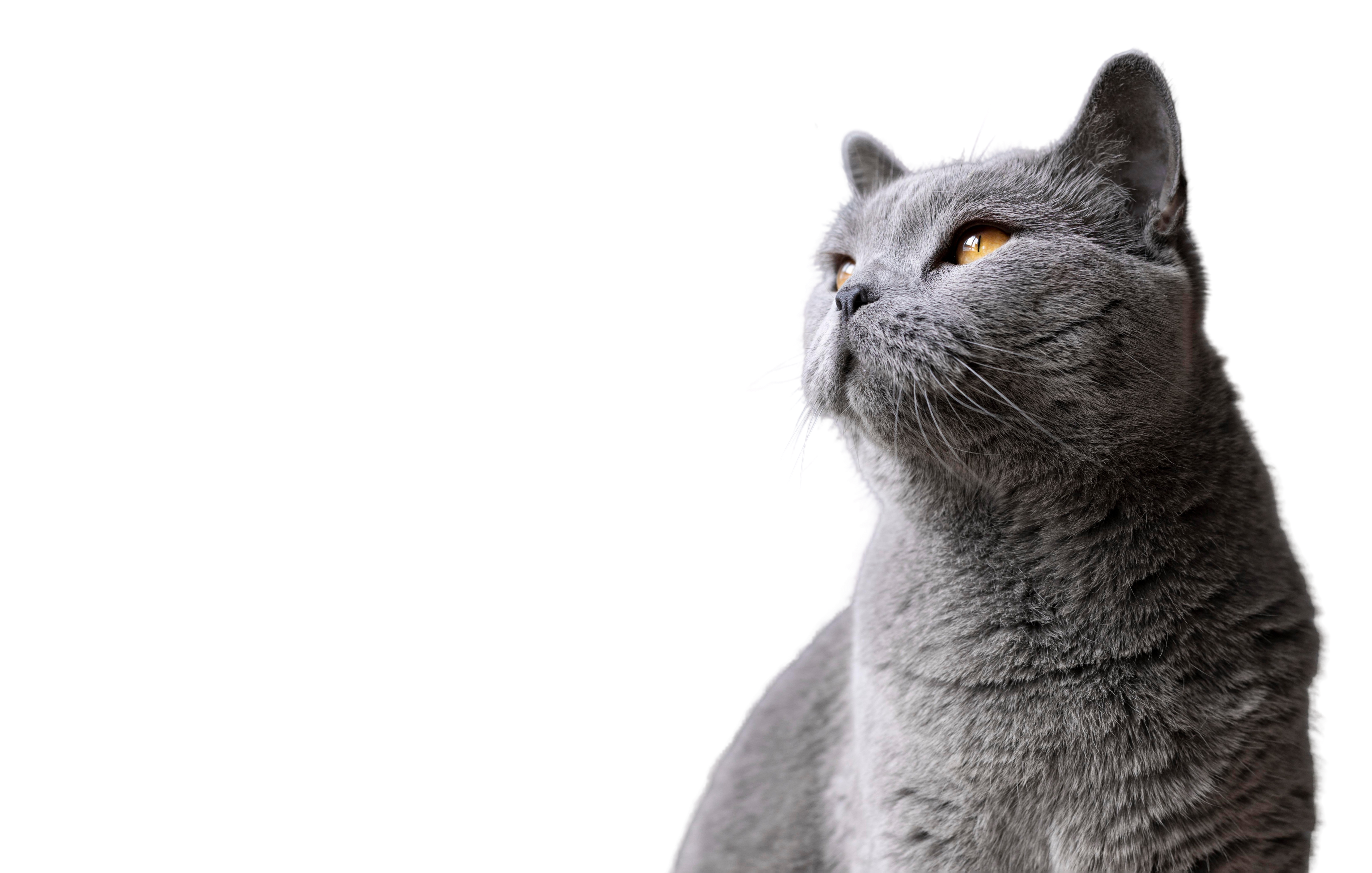 Grey cat