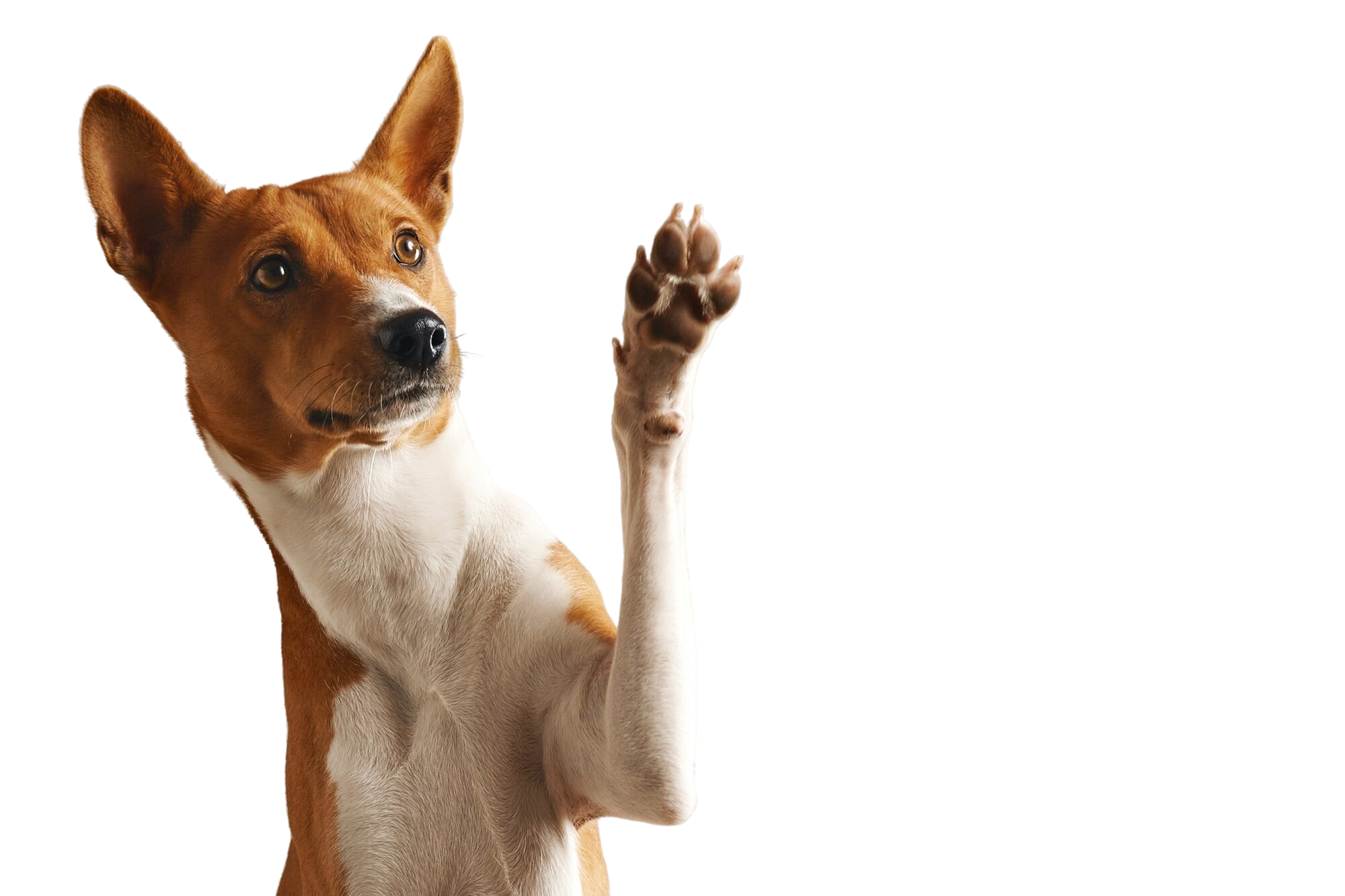 Basenji dog