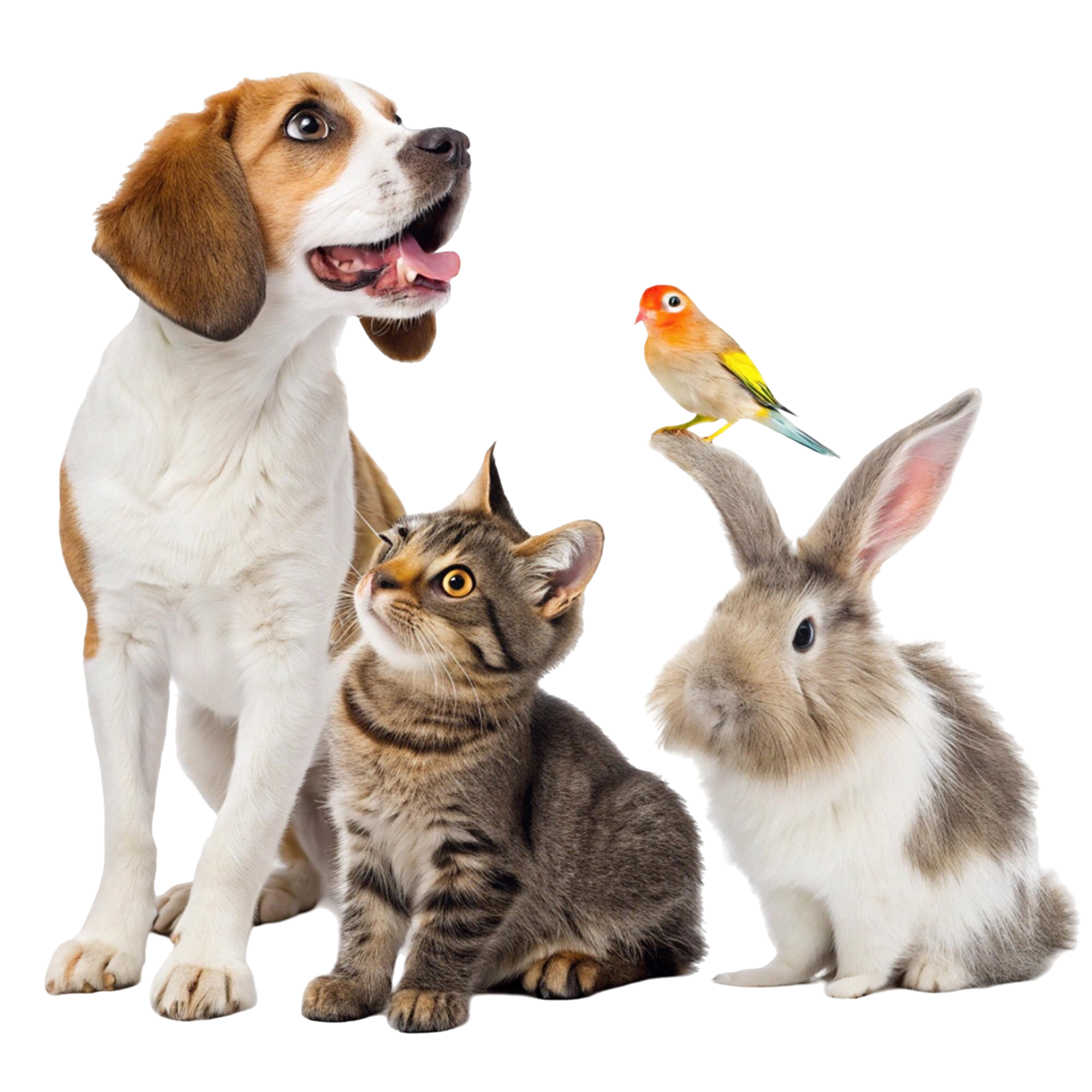 Dog, cat and rabbit together