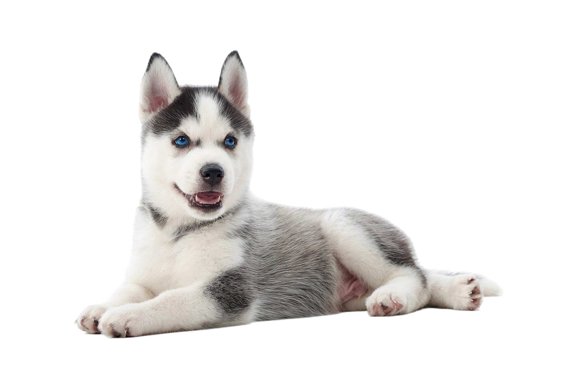 Husky