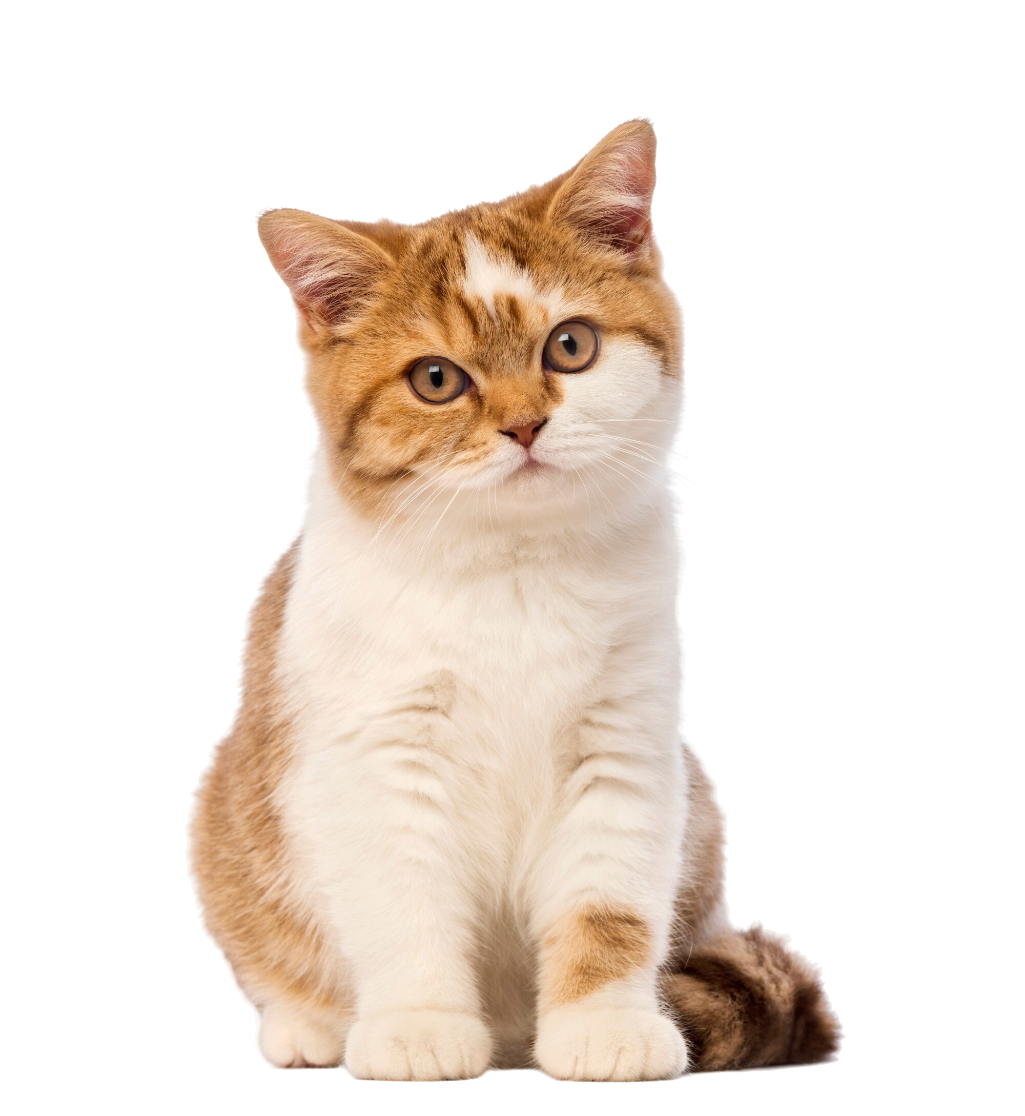 Ginger and white kitten